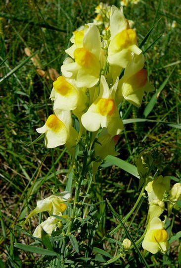 Gemeines Leinkraut - Linaria vulgaris