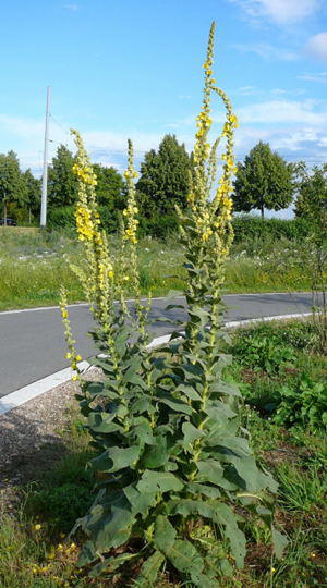 Gro�bl�tige K�nigskerze - Verbascum densiflorum (thapsiforme)