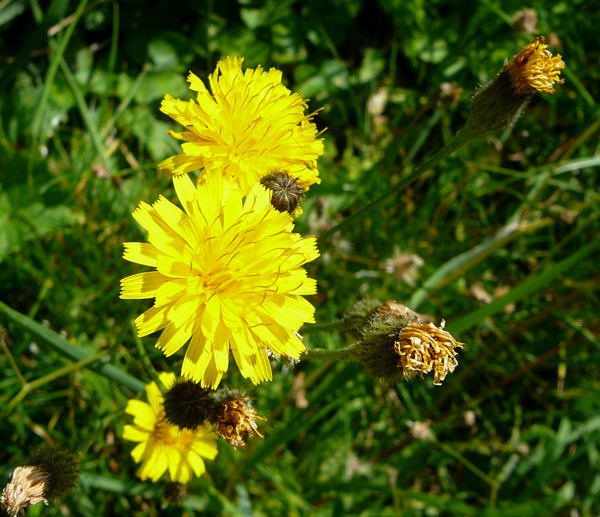 Herbst-Lwenzahn - Leontodon autumnalis