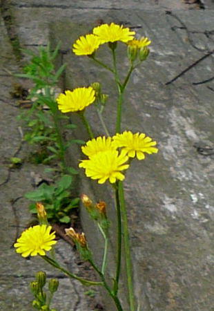 Kleinkpfiger Pippau - Crepis capillaris