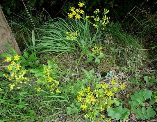 Pastinak - Pastinaca sativa