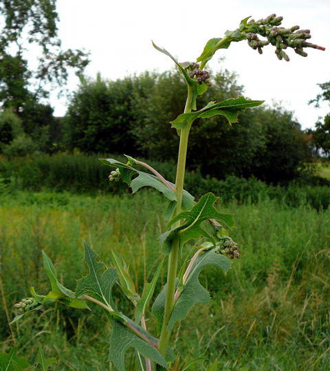 Stachel-Lattich - Lactuca serriola