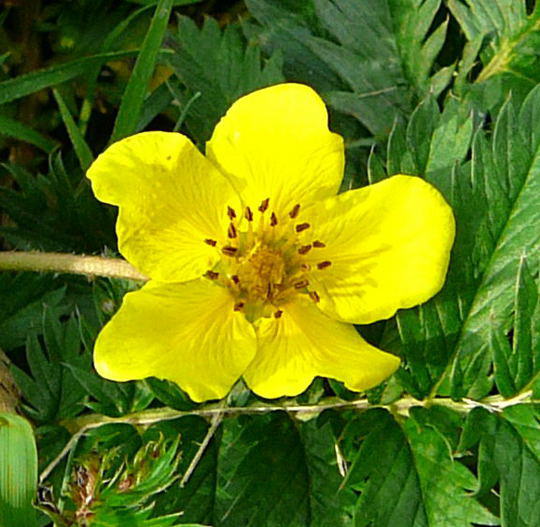 Gnse-Fingerkraut - Potentilla anserina