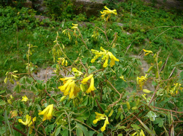 Gelber Lerchensporn - Corydalis lutea