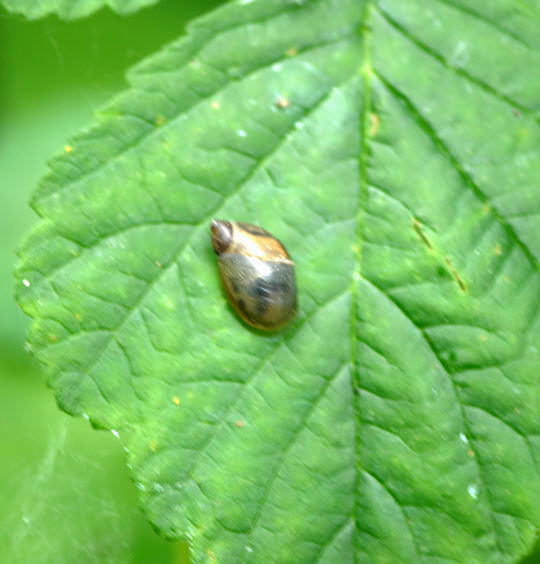 Gemeine Bernsteinschnecke 