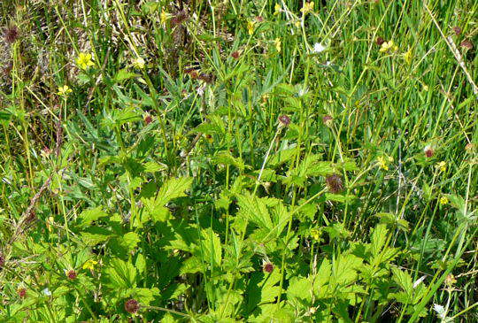 Gemeine Nelkenwurz - Geum urbanum