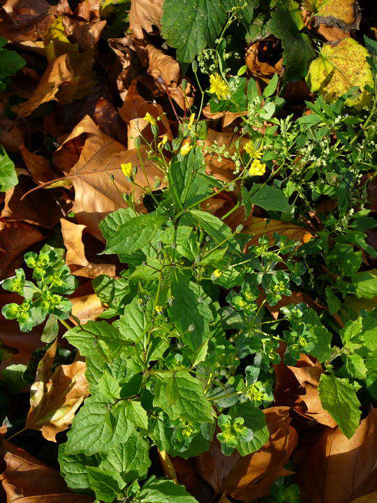 Gemeiner Rainkohl  - Lapsana communis