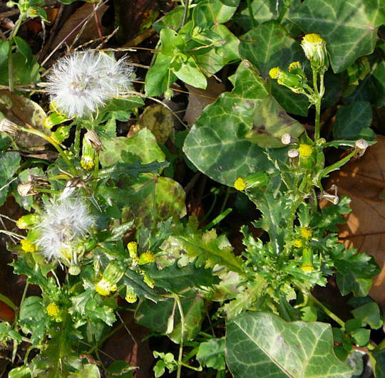 Gemeines Greiskraut - Senecio vulgaris