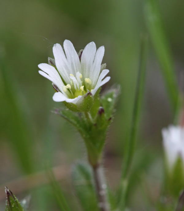 Gemeines Hornkraut - Cerastium holosteoides