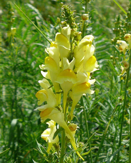 Gemeines Leinkraut - Linaria vulgaris