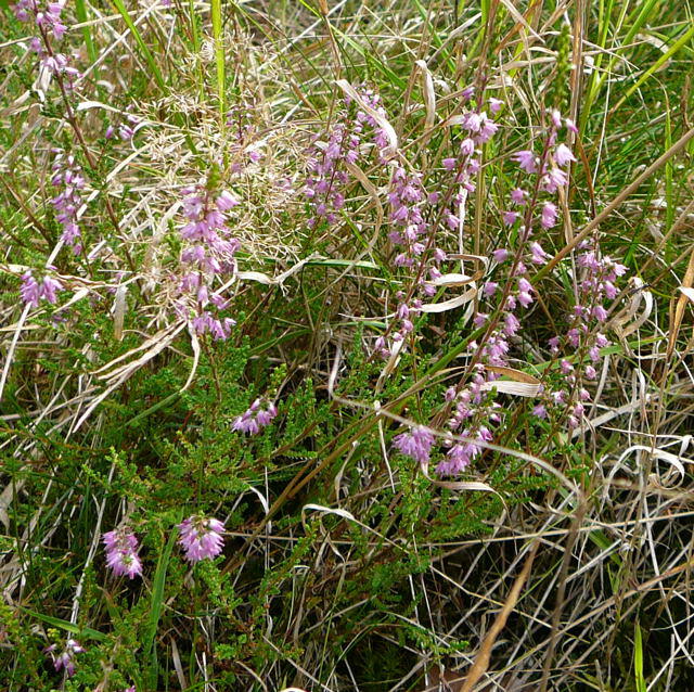 Gemeine Besen-Heide (Heidekraut) - Calluna vulgaris