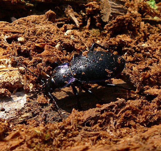 Goldleiste - Carabus purpurascens (violaceus)