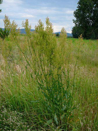 Straubltiger Sauerampfer - Rumex thyrsiflorus