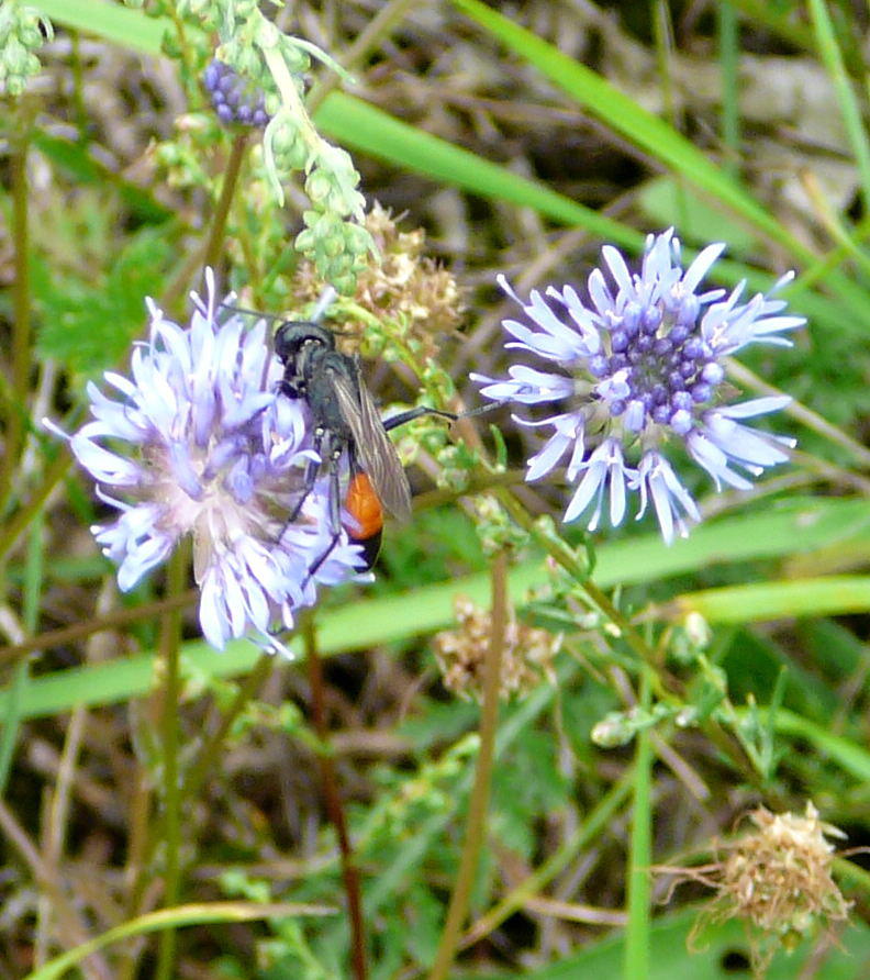Grabwespe - Podalonia hirsuta
