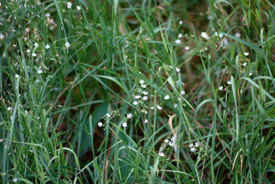 Gras-Sternmiere - Stellaria gramineum