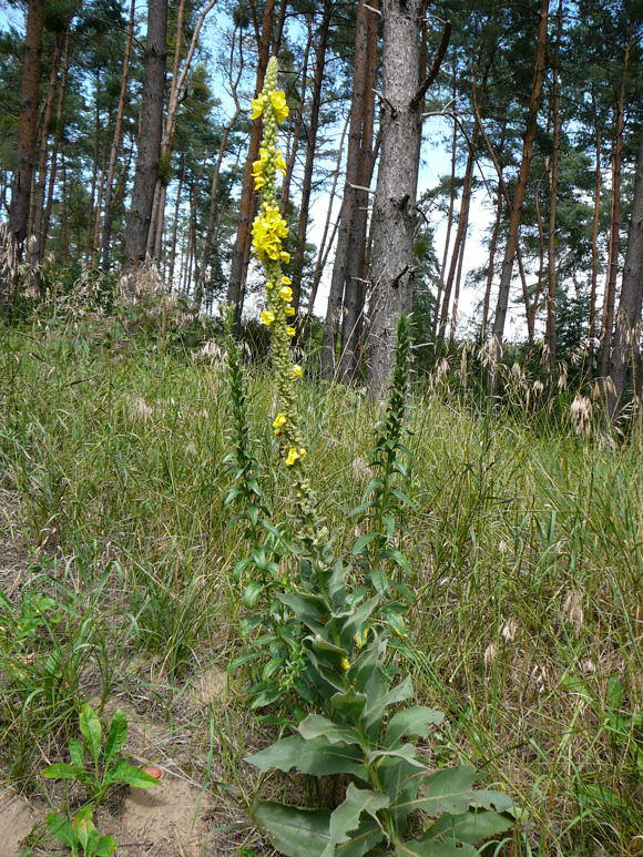 Grobltige Knigskerze - Verbascum densiflorum (thapsiforme)