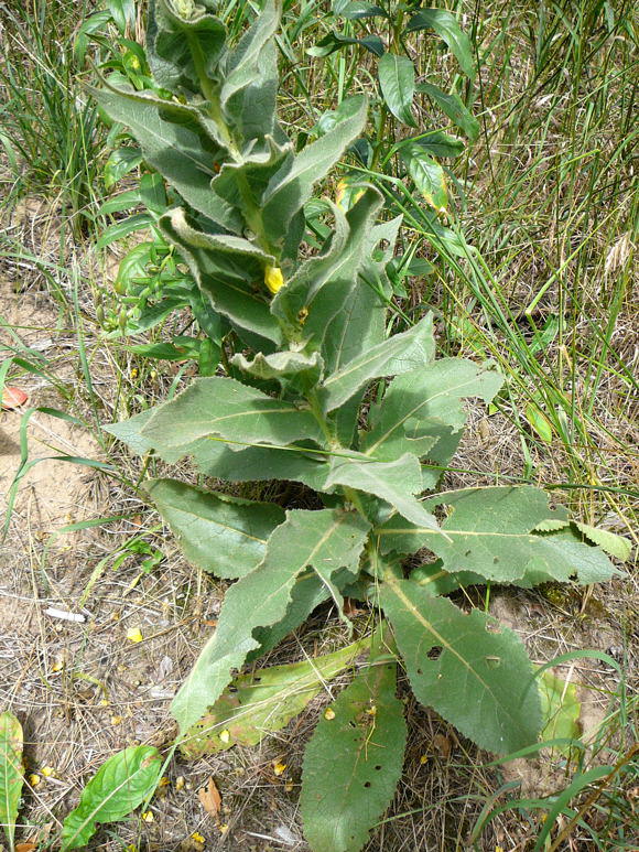 Grobltige Knigskerze - Verbascum densiflorum (thapsiforme)