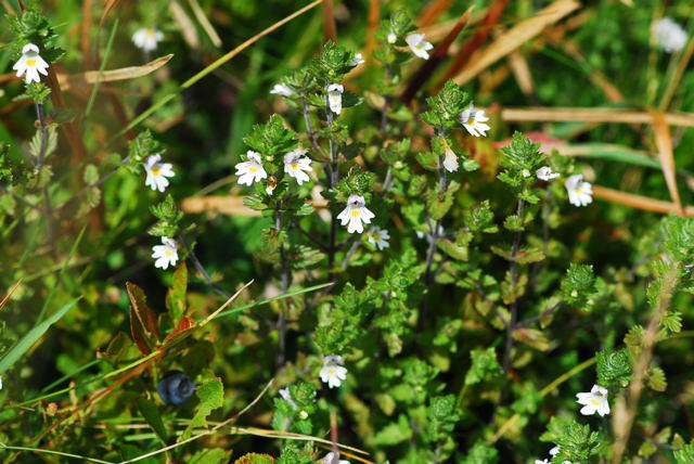 Groer Augentrost - Euphrasia officinalis ssp. rostkoviana