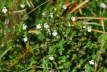 Groer Augentrost - Euphrasia officinalis ssp. rostkoviana