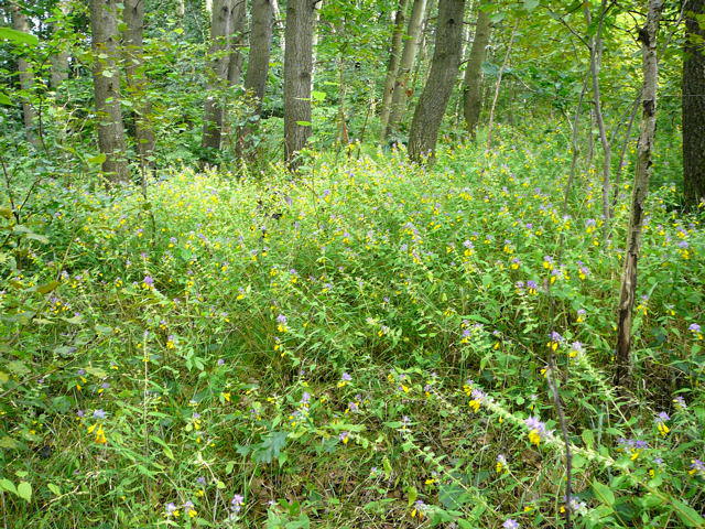 Hain-Wachtelweizen - Artengruppe: Melampyrum nemorosum agg.