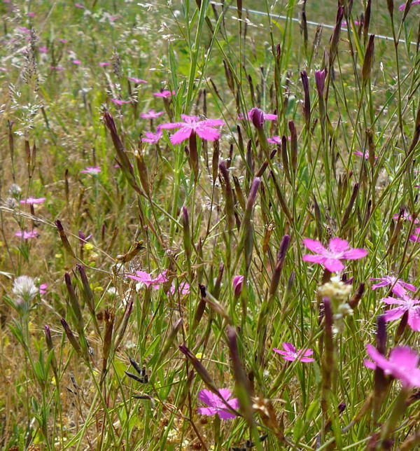 Heide-Nelke - Dianthus deltoides 