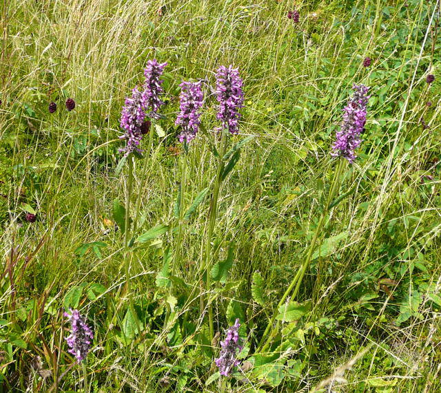 Heil-Ziest Wasserkuppe, Hessen Urlaub 2009 chwsr 042