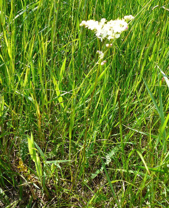 Kleine Mdes - Filipendula vulgaris