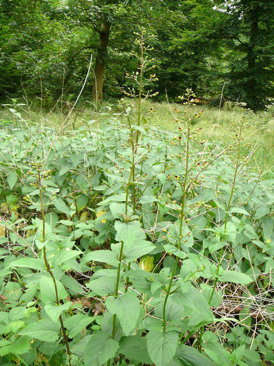 Knotige Braunwurz - Scrophularia nodosa