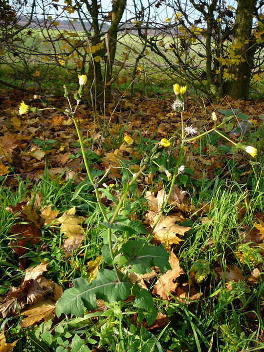 Kohl-Gnsedistel - Sonchus oleraceus