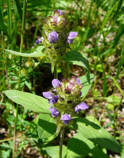 Gemeine Braunelle - Prunella vulgaris