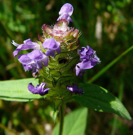 Gemeine Braunelle - Prunella vulgaris