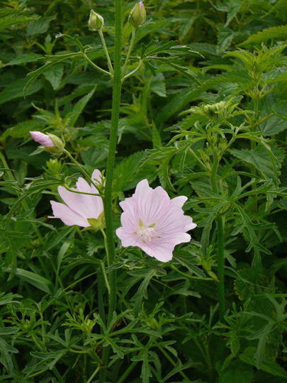 Moschus-Malve - Malva moschata 