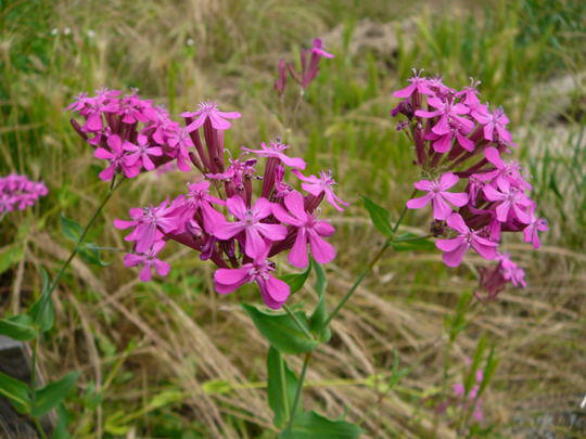 Nelken-Leimkraut - Silene armeria