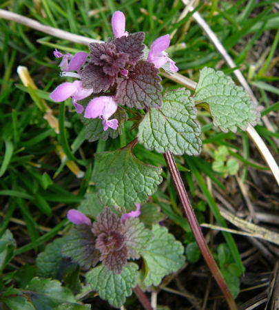Purpurrote Taubnessel - Lamium purpureum