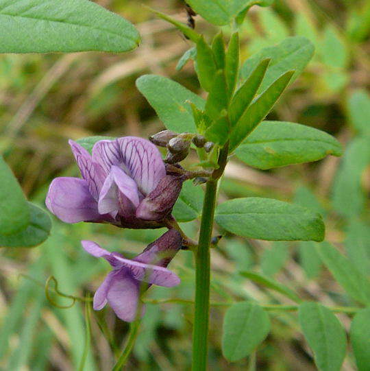 Zaun-Wicke - Vicia sepium