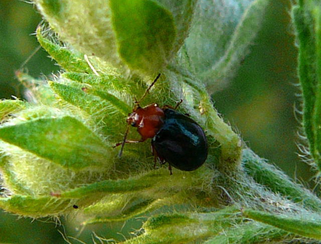 Malven-Erdfloh - Podagrica fuscicornis 