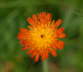 Orangerotes Habichtskraut - Hieracium aurantiacum 