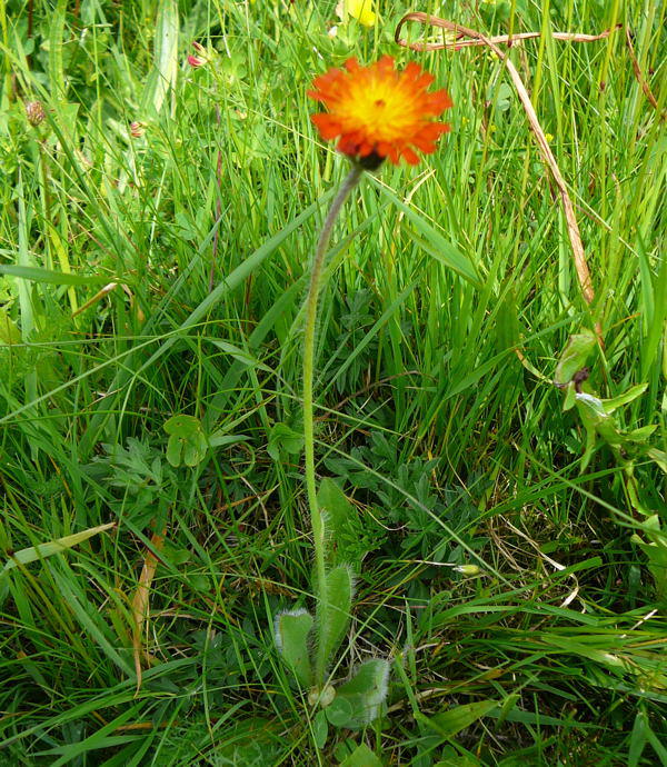 Orangerotes Habichtskraut - Hieracium aurantiacum 