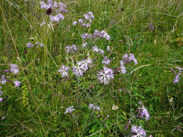 Pracht-Nelke - Dianthus superbus 