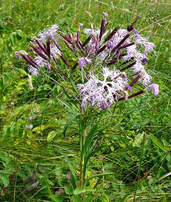 Pracht-Nelke - Dianthus superbus 