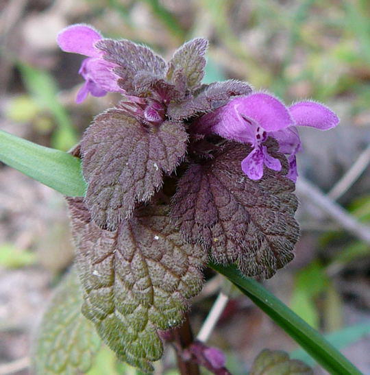 Purpurrote Taubnessel - Lamium purpureum