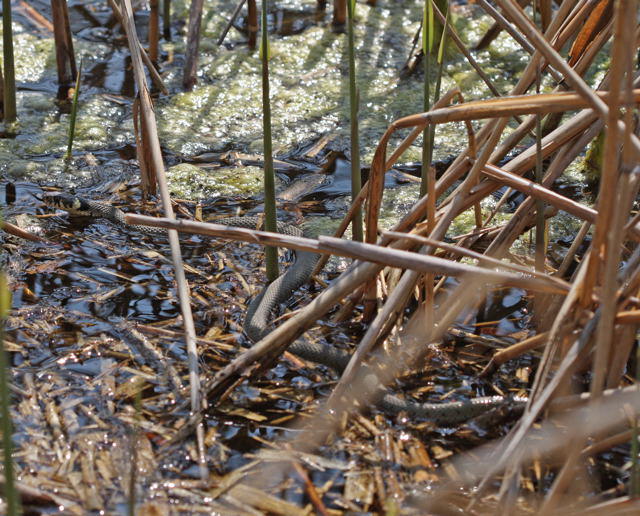 Ringelnatter - Natrex natrex