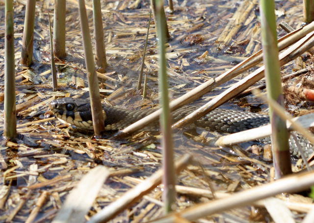 Ringelnatter - Natrex natrex