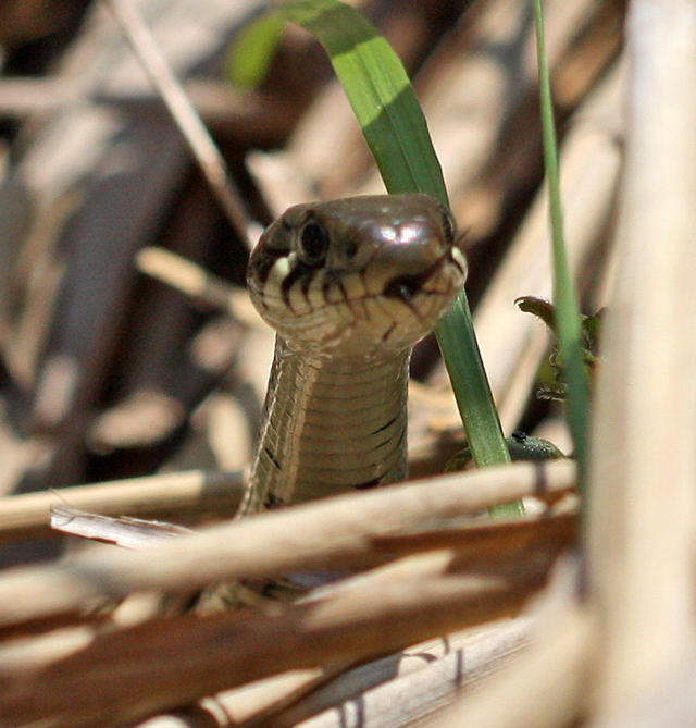 Ringelnatter - Natrex natrex