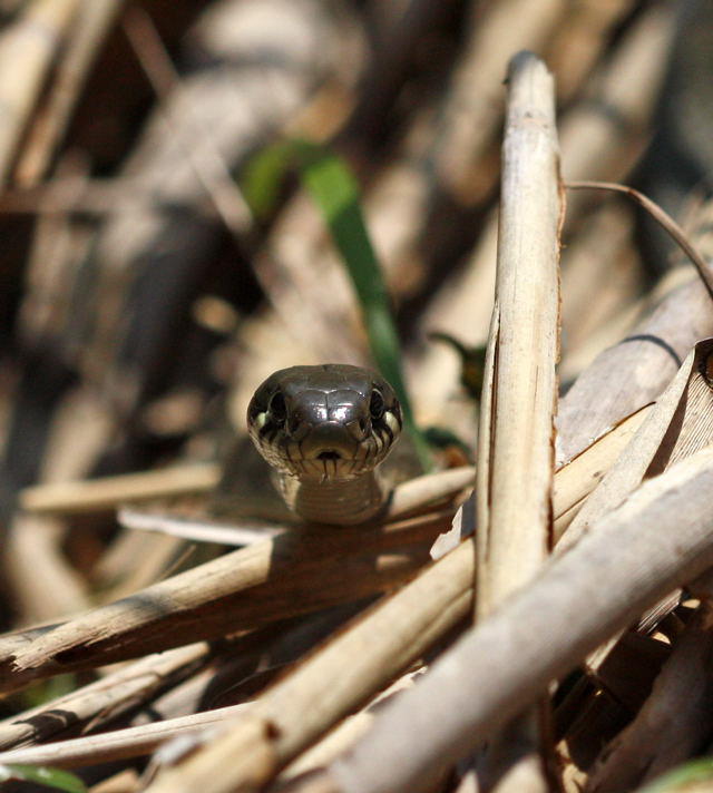 Ringelnatter - Natrex natrex