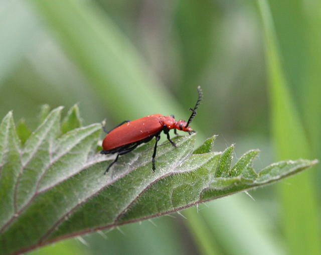 Rotkpfiger Feuerkfer - Pyrochroa serraticornis