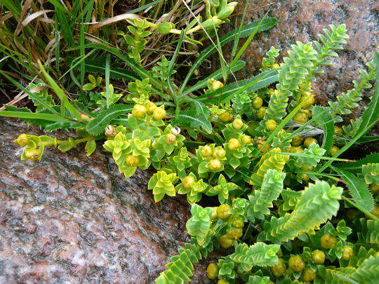 Salzmiere - Honckenya peploides