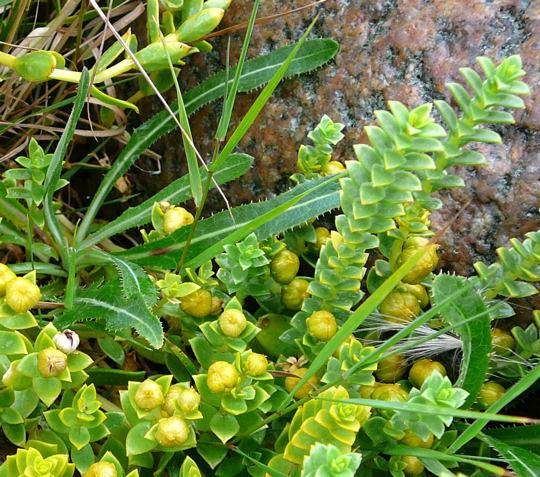 Salzmiere - Honckenya peploides