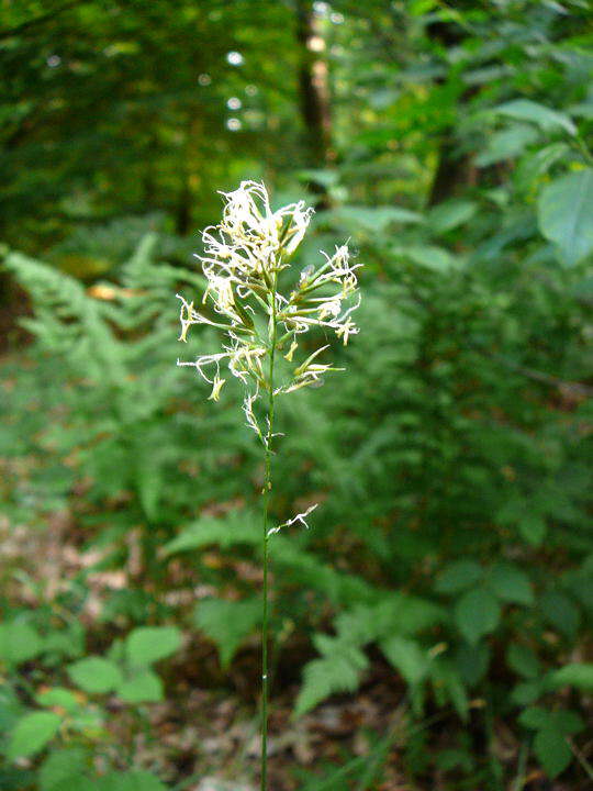 Sand-Schwingel - Festuca psammophilia