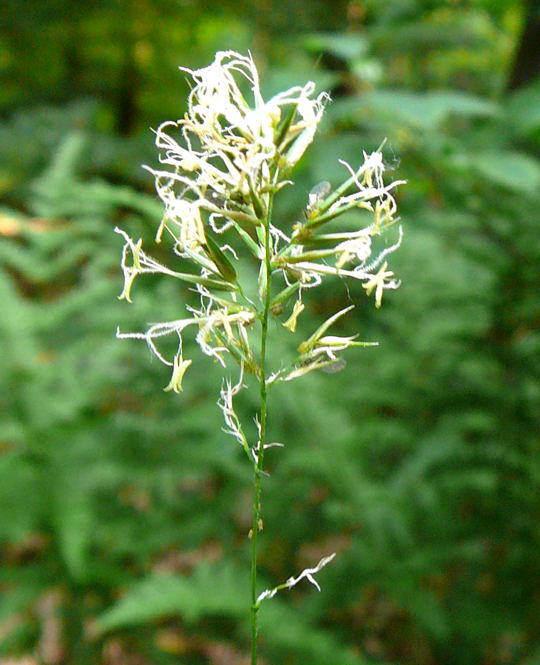 Sand-Schwingel - Festuca psammophilia